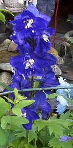 Larkspur0506.jpg (56837 bytes)