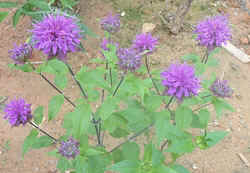 Lavendar Bee Balm.jpg (53375 bytes)