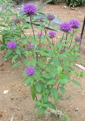 Lavendar Bee Balm2.jpg (57995 bytes)