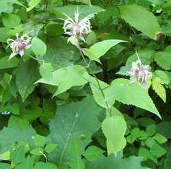 Lavendar Bergamot1.jpg (73043 bytes)