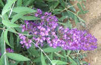 Lavendar Buddlea1.jpg (37143 bytes)