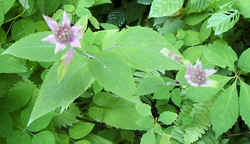 Lavendar bergamot2.jpg (44641 bytes)