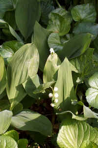 Lily of the Valley0506.jpg (64431 bytes)