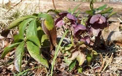 Linten Rose1.jpg (50561 bytes)