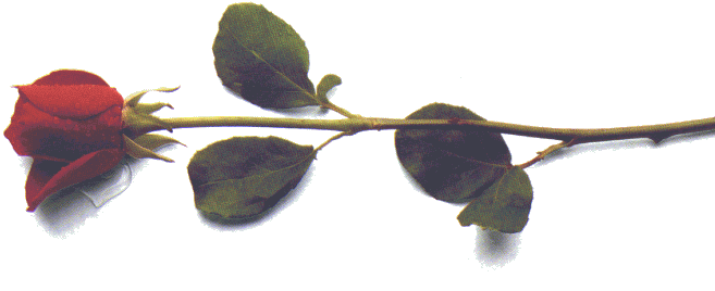 LongStemRedRose.gif (35383 bytes)
