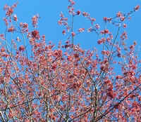 MR Maple.jpg (51922 bytes)