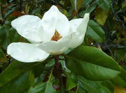 Magnolia Tree1.jpg (47566 bytes)