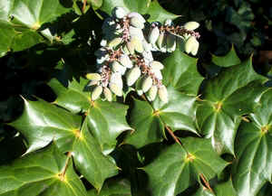 Mahonia1.jpg (78917 bytes)
