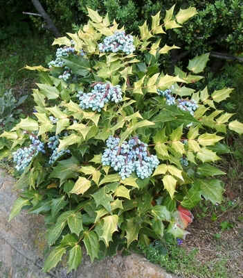 Mahonia bealei Landrum, SC.jpg (180318 bytes)