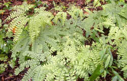 MaidenHair0821.jpg (60947 bytes)