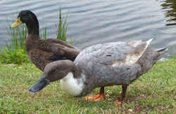 Mallard0819e.jpg (48726 bytes)