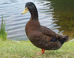 Mallard0819i.jpg (57482 bytes)