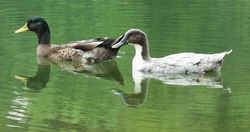 Mallards0920.JPG (32985 bytes)