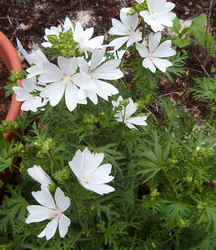 Mallow1.jpg (71234 bytes)