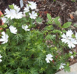 Mallow2.jpg (88495 bytes)