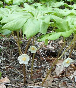 Mayapple1.jpg (108207 bytes)