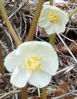 Mayapple2.jpg (40741 bytes)