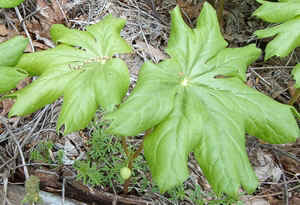 Mayapple3.jpg (79835 bytes)