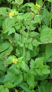 Meadow Parsnip1.jpg (64083 bytes)