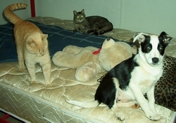 Menagerie.jpg (64747 bytes)