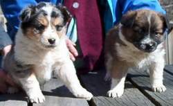 Millie and Tillie 4.jpg (18675 bytes)