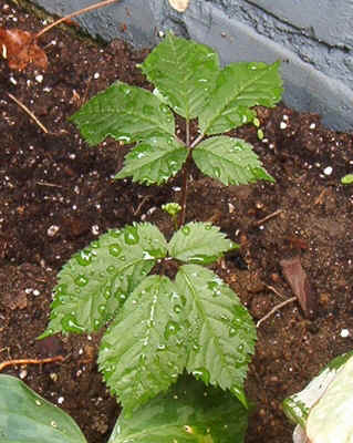 Mini Ginsing.jpg (149570 bytes)