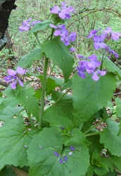 Money Plant Silver Head Plant.jpg (53763 bytes)