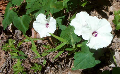 Morning Glory.jpg (115438 bytes)