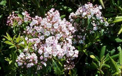 Mountain Laurel1.jpg (58777 bytes)