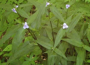 Mountain Spiderwort.jpg (69031 bytes)