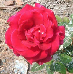 Mr Lincoln0702.jpg (74152 bytes)