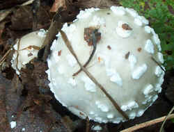 Mushroom0827b.jpg (54151 bytes)