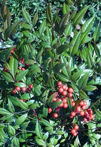 Nandina.jpg (92840 bytes)