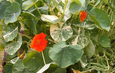 Nasturtium.jpg (125994 bytes)