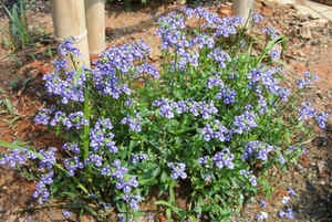 Nemesia fruticans Blue Bird.jpg (89837 bytes)