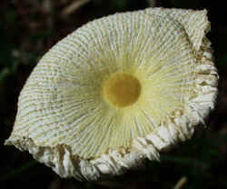 Non-inky Coprinus 0920a.JPG (52183 bytes)