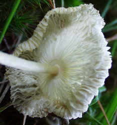 Non-inky Coprinus 0920b.JPG (59387 bytes)