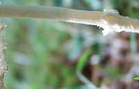 Non-inky Coprinus 0920c.JPG (21298 bytes)