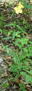 Oenothera fruticosa Sundrops.jpg (47301 bytes)