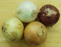 Onions1007.JPG (43314 bytes)