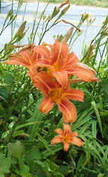 Orange Day Lily.jpg (54998 bytes)