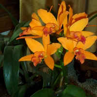 Orange Orchid Houseplant Tryon, NC.jpg (43000 bytes)