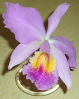 Orchid Cut flower Tryon, NC.jpg (32375 bytes)