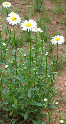 Ox-eye Daisy.jpg (110507 bytes)