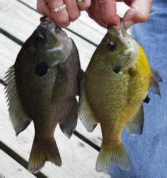 P9200073a.JPG (63909 bytes)