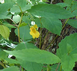 Pale Jewel Weed 0730a.jpg (63014 bytes)