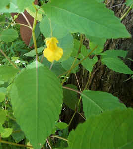 Pale Jewel Weed 0730b.jpg (82134 bytes)
