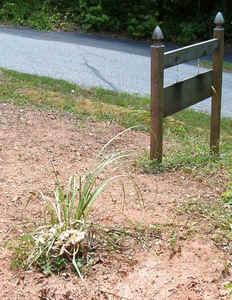 Pampas Grass June17.jpg (93125 bytes)