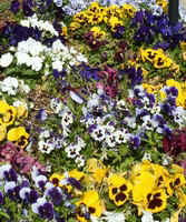 Pansy1.jpg (56872 bytes)