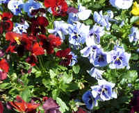 Pansy3.jpg (52444 bytes)